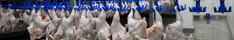 Poultry Slaughter Survey